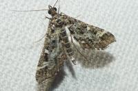 Diasemiopsis ramburialis