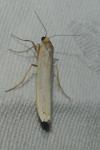 Eilema caniola