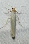 Eilema caniola