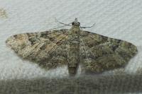 Gymnoscelis rufifasciata