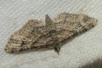 Gymnoscelis rufifasciata