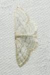 Idaea subsericeata