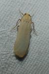 Katha depressa