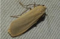 Katha depressa