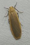 Katha depressa