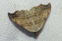 Laspeyria flexula