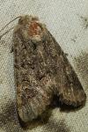 Luperina testacea