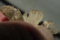 Luperina testacea