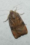 Noctua janthina