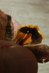 Noctua janthina