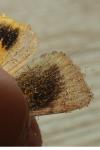 Noctua janthina