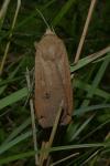 Noctua pronuba