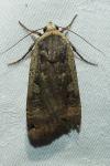 Noctua pronuba
