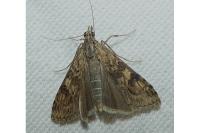 Nomophila noctuella