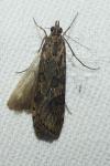 Nomophila noctuella