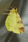 Opisthograptis luteolata
