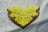 Opisthograptis luteolata