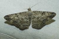 Peribatodes rhomboidaria
