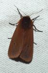 Phragmatobia fuliginosa