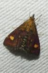 Pyrausta aurata