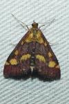 Pyrausta purpuralis