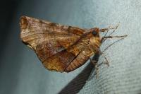 Selenia dentaria