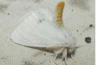 Sphrageidus similis