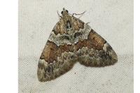 Thera britannica/obeliscata/variata