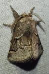 Trichiura crataegi