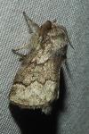 Trichiura crataegi