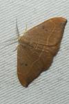 Watsonalla binaria