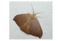 Watsonalla uncinula