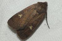 Xestia xanthographa