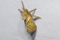 Triodia sylvina
