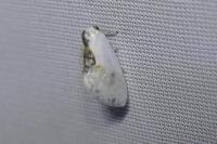 Cilix glaucata/hispanica
