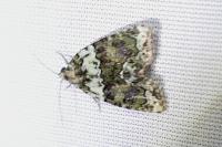 Cryphia algae