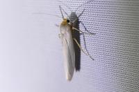 Eilema caniola