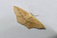 Scopula imitaria