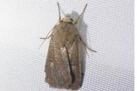 Xestia xanthographa