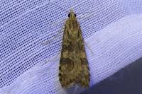 Nomophila noctuella