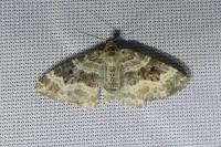 Epirrhoe alternata