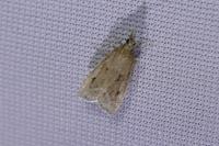 Eudonia pallida