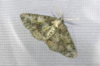 Cleorodes lichenaria