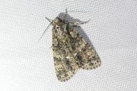 Acronicta rumicis
