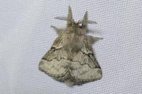 Trichiura crataegi