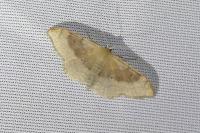 Idaea degeneraria