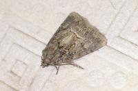 Thalpophila matura