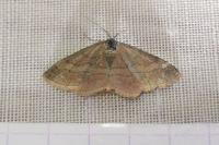 Scopula rubiginata