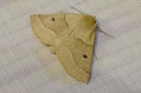 Crocallis elinguaria