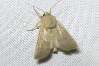Hoplodrina ambigua